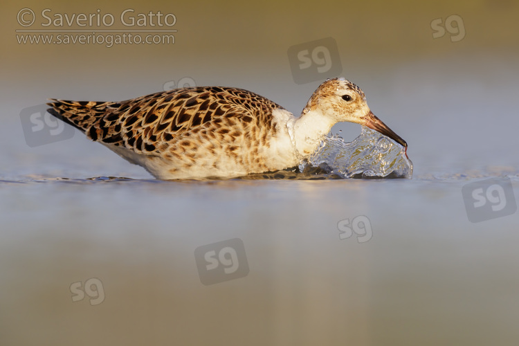 Ruff, side view of an adult male standing in the water