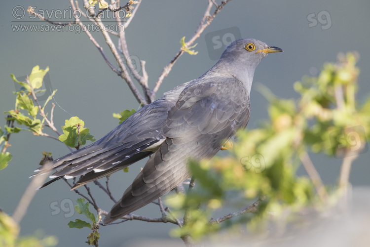 Common Cuckoo, side view of an adult male perched on a branch