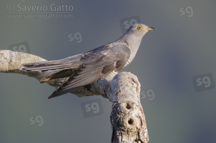 Common Cuckoo, side view of an adult male perched on a branch