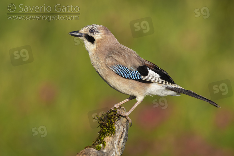 Eurasian Jay, side view of an adult perched on an old branch