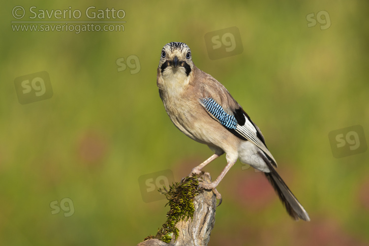 Eurasian Jay, adult perched on an old branch