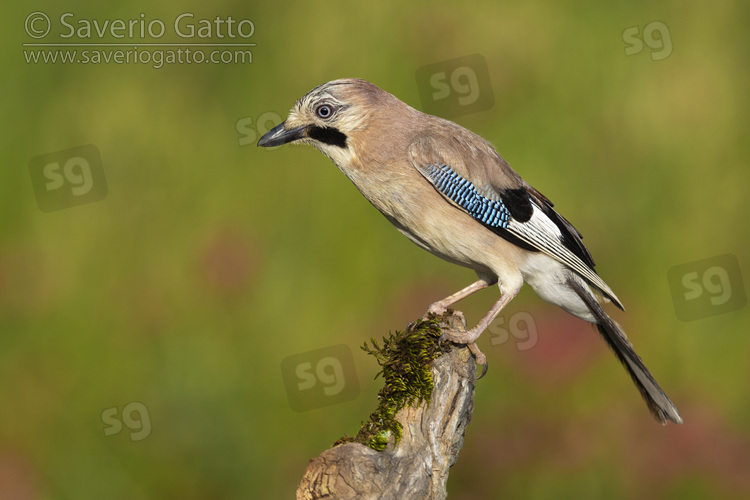 Eurasian Jay, side view of an adult perched on an old branch