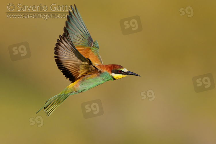 European Bee-eater, side view of an adult male in flight