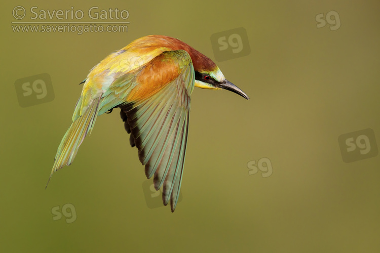 European Bee-eater, side view of an adult male in flight