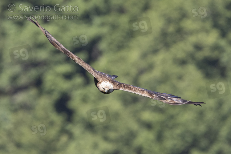 Golden Eagle, front view of adult in flight