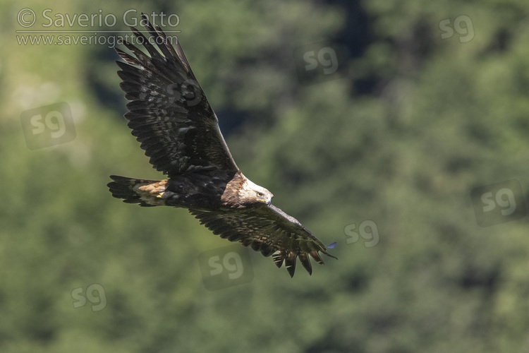 Golden Eagle, adult in flight seen from below