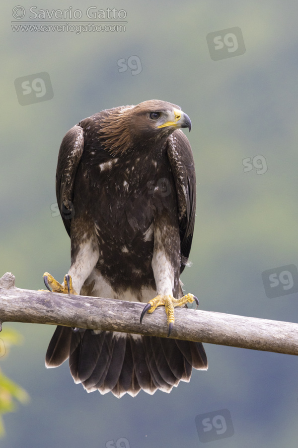 Golden Eagle, front view of a juvenile perched on a branch