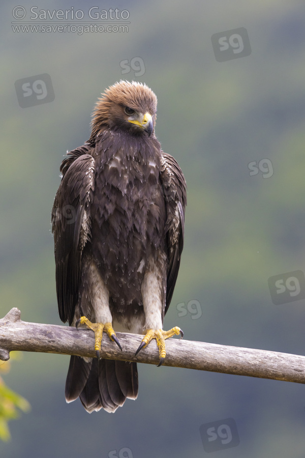 Golden Eagle, front view of a juvenile perched on a branch