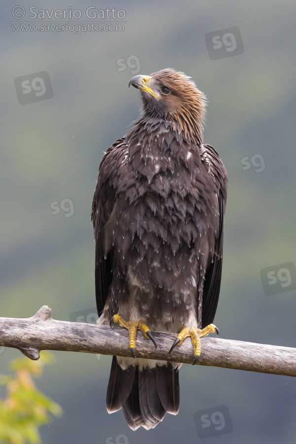 Golden Eagle, front view of a juvenile perched on a branch