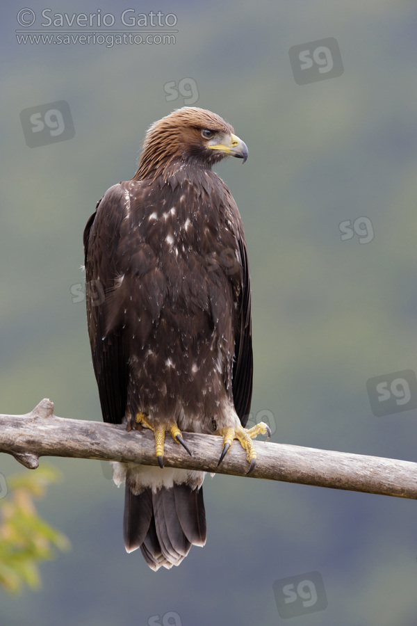 Aquila reale, giovane posato su un ramo