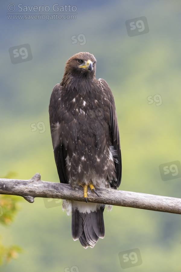 Golden Eagle, front view of a juvenile perched on a branch