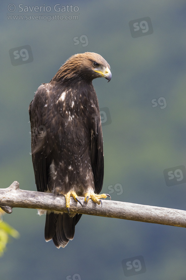 Golden Eagle, front view of a juvenile perched on a branch