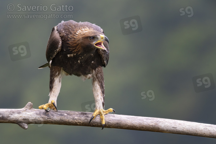 Golden Eagle, front view of a juvenile perched on a branch