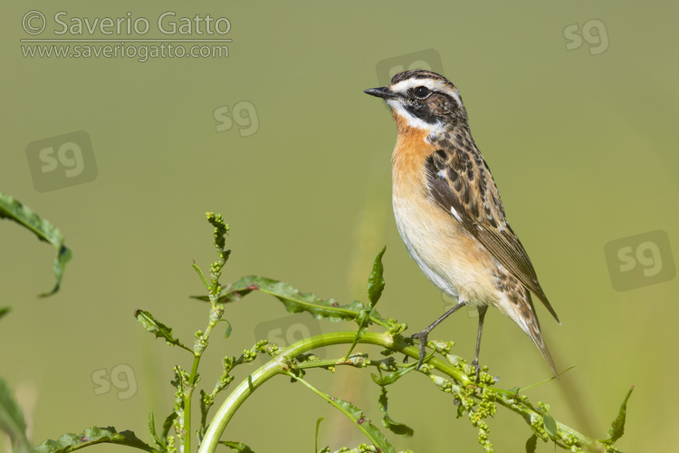 Whinchat, side view of an adult male perched on a plant