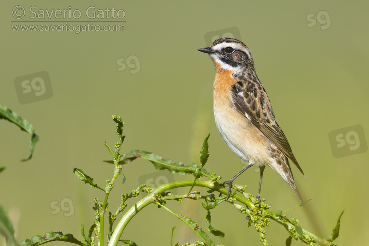 Whinchat