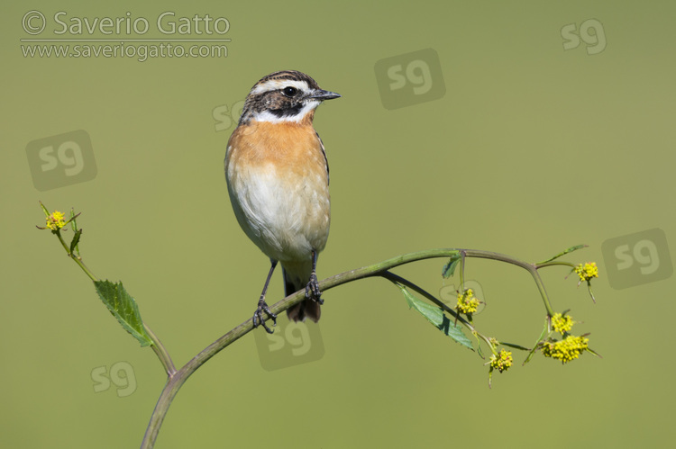 Whinchat, front view of an adult male perched on a plant