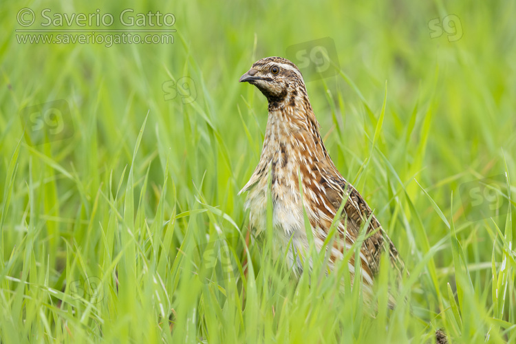 Common Quail, side view of an adult male standing among the grass