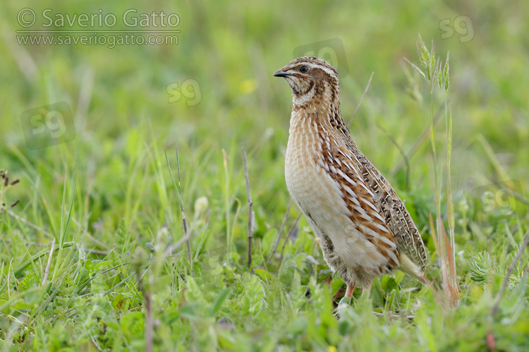 Common Quail, side view of an adult male standing on the ground