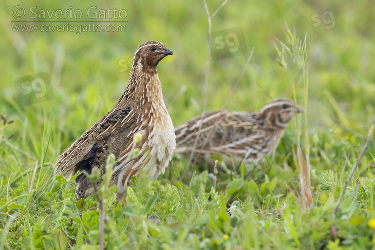 Common Quail, side view of two males standing on the ground