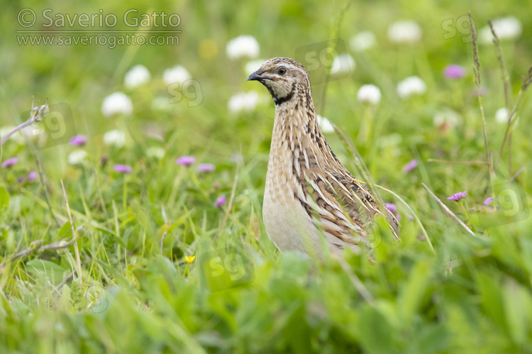 Common Quail