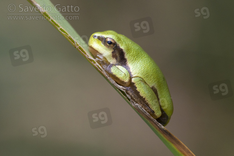 Italian Tree Frog, side view of a juvenile attached to a leaf
