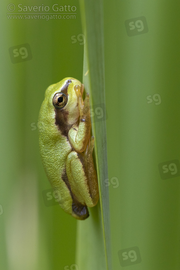 Italian Tree Frog