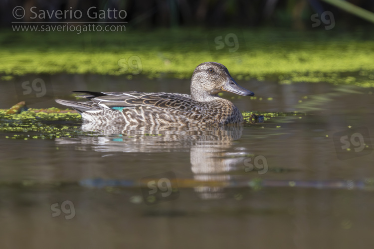 Eurasian Teal, individual in a swamp