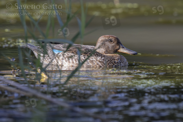 Eurasian Teal, male in eclipse plumage