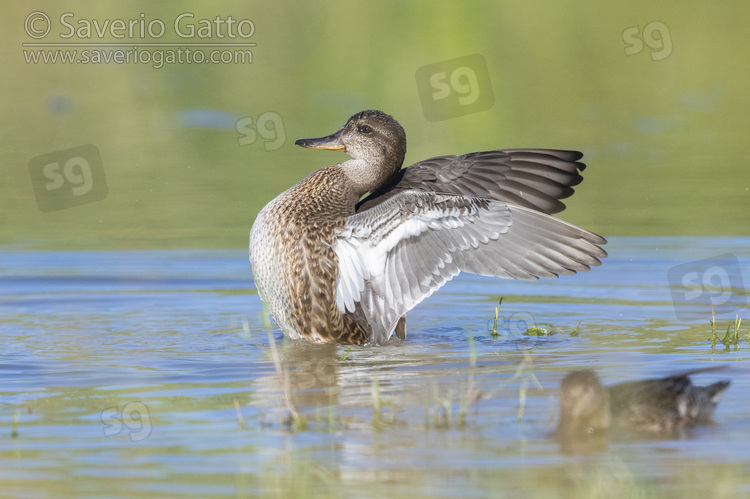 Eurasian Teal, side view of an individual flapping its wings