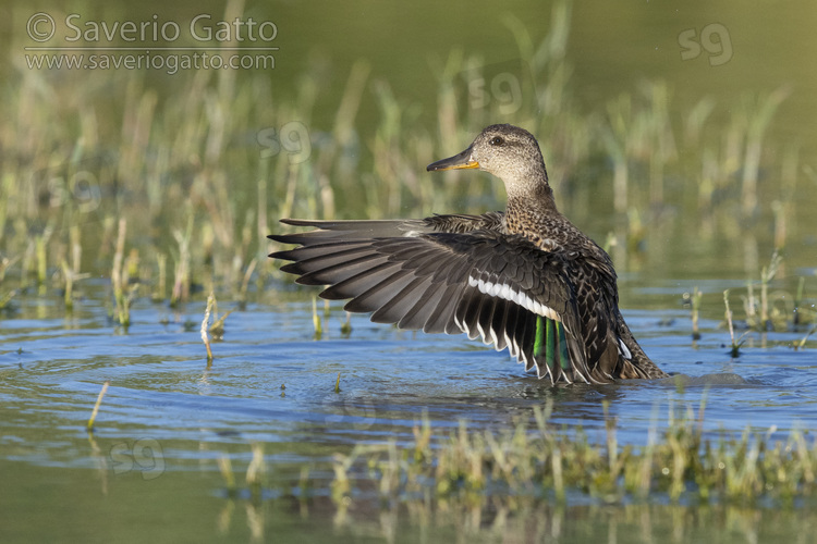 Eurasian Teal, side view of an individual flapping its wings