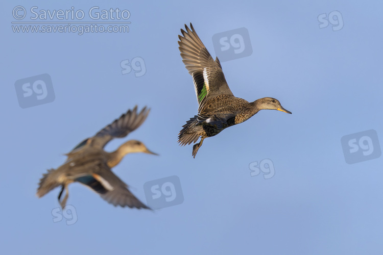 Eurasian Teal, two individuals in flight