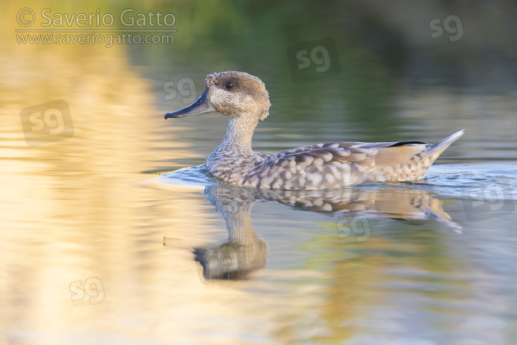 Marbled Teal, side view of an adult swimming in the water