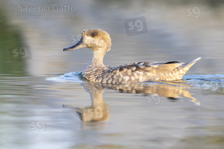 Marbled Teal, side view of an adult swimming in the water