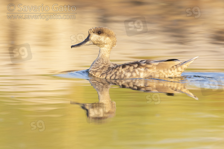 Marbled Teal, side view of an adult swimming in the water