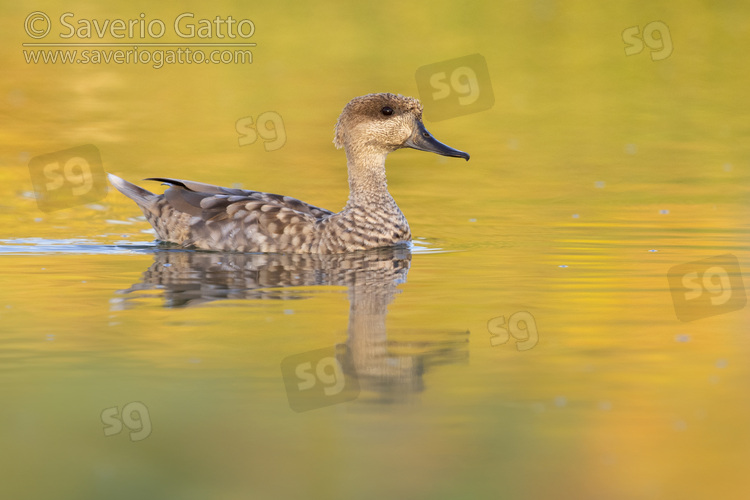 Marbled Teal, side view of an adult swimming in the water