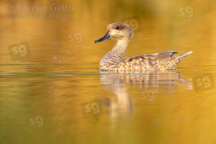 Marbled Teal, side view of an adult swimming in the water