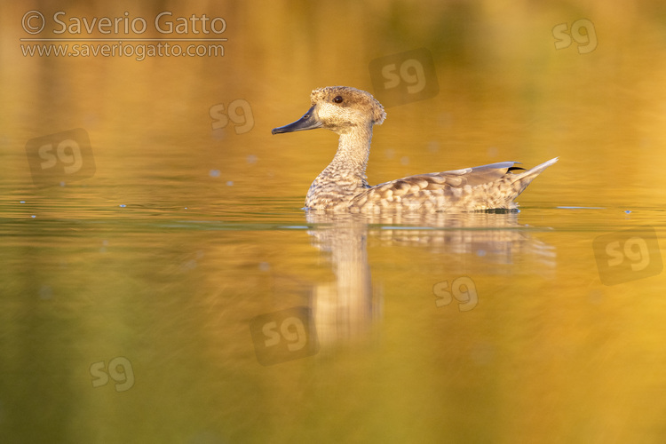 Marbled Teal, side view of an adult swimming in the water