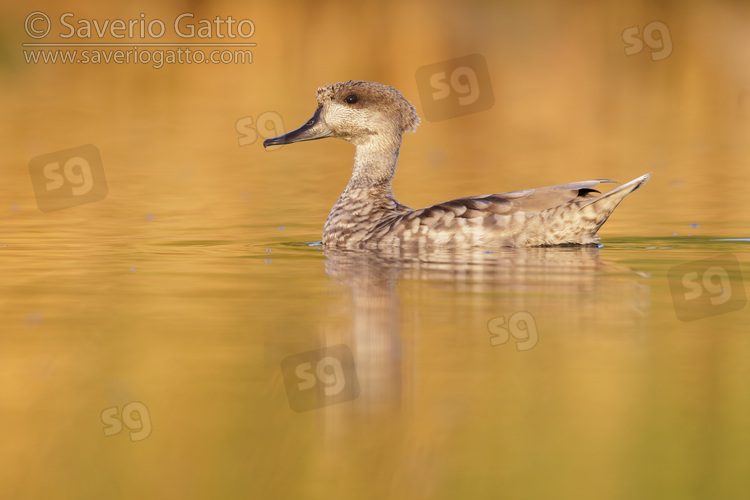 Anatra marmorizzata, adulto in acqua