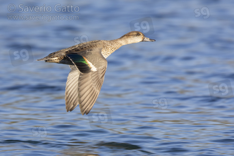 Eurasian Teal, side view of a male in flight