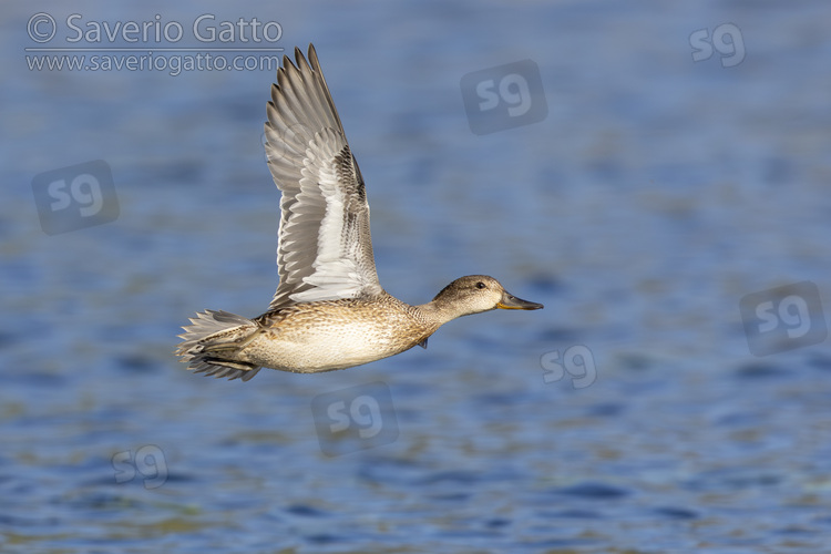 Eurasian Teal, side view of an individual in flight