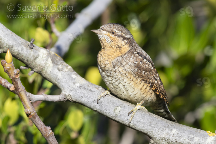 Eurasian Wryneck, front view of an adult perched on a branch