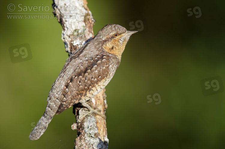 Eurasian Wryneck, side view of an adult perched on a branch