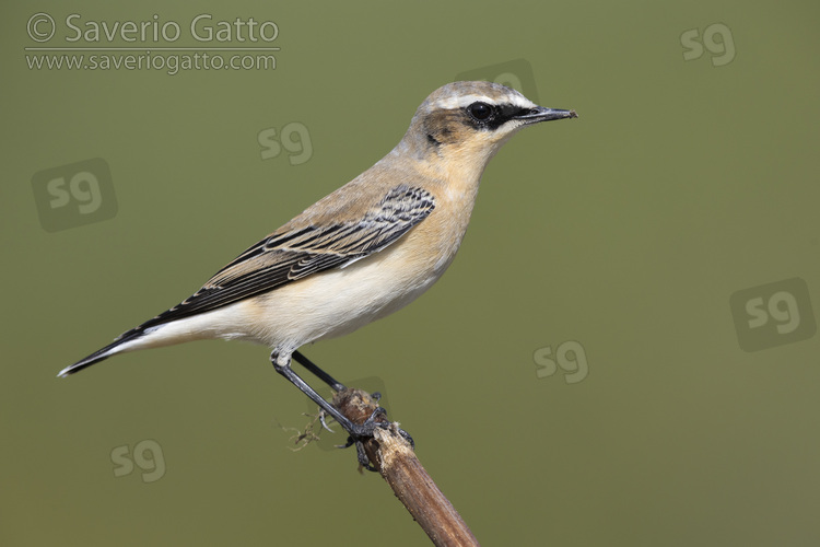 Northern Wheatear, side view of a male in autumn perched on a branch