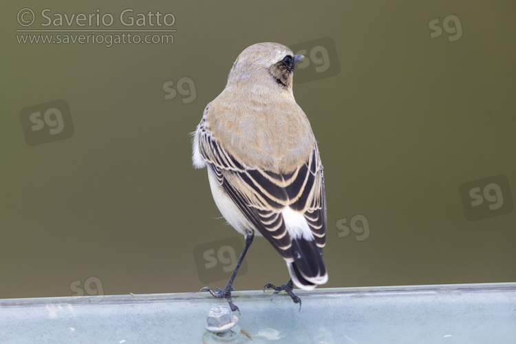 Northern Wheatear, back view of a male in autumn