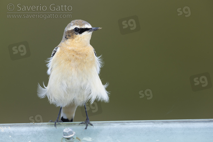 Northern Wheatear, front view of a male in autumn