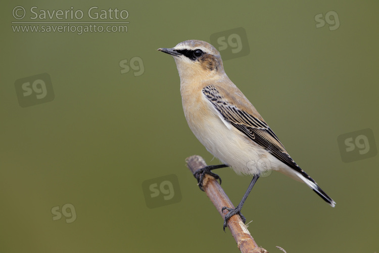 Northern Wheatear, side view of a male in autumn perched on a branch