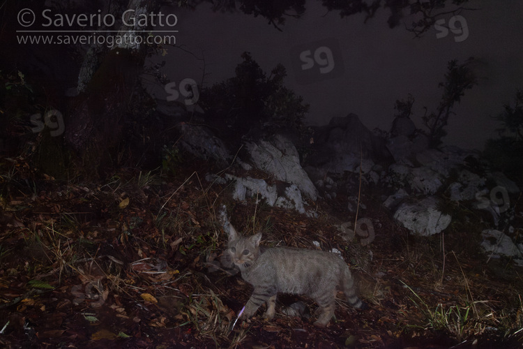 Gatto selvatico, cucciolo che cammina di notte