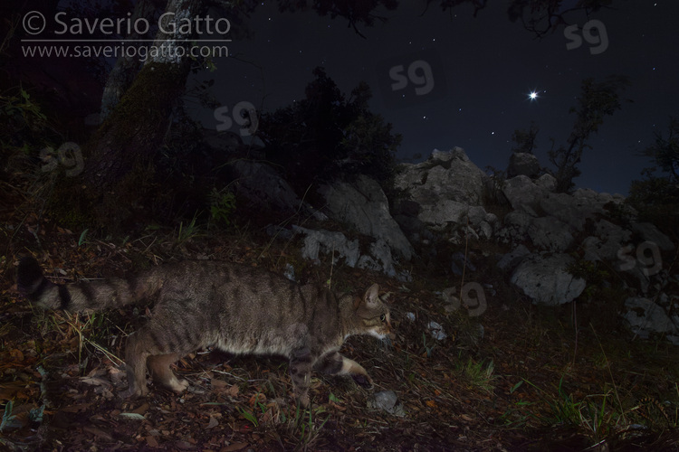 European Wildcat, side view of an adult walking on the ground