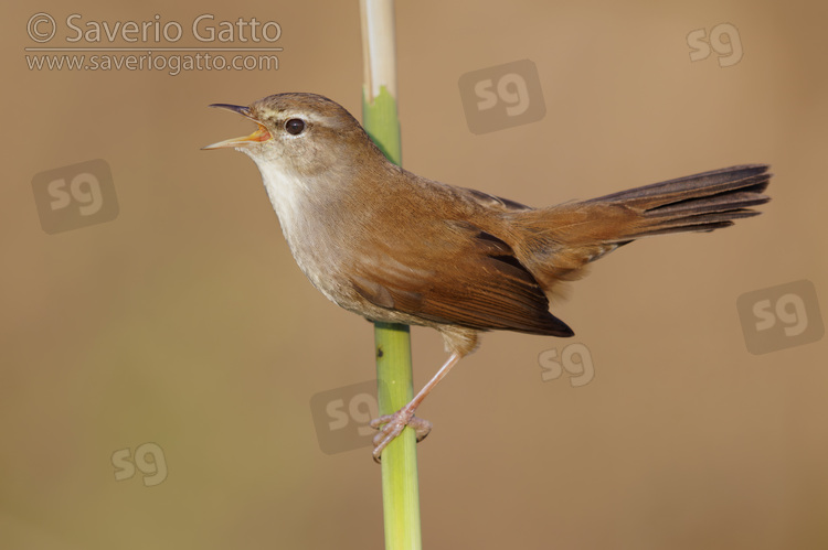 Cetti's Warbler, adult singing from a reed