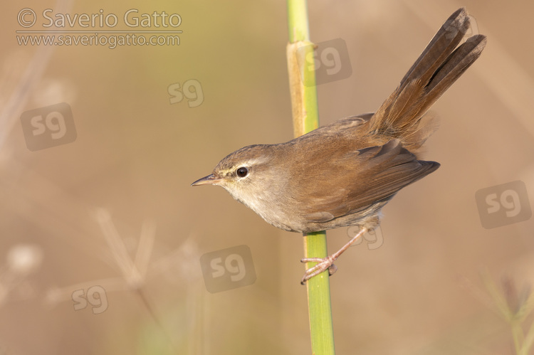 Cetti's Warbler, adult perched on a reed